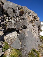 Phyllodoce empetriformis