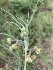 Gomphocarpus tomentosus tomentosus