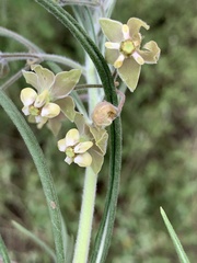 Gomphocarpus tomentosus tomentosus