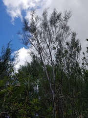 Acacia viscidula