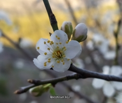 Prunus ursina