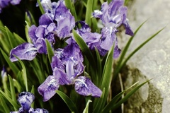 Iris hookeriana