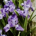 Iris hookeriana - Photo (c) coqwallon, algunos derechos reservados (CC BY-NC), subido por coqwallon