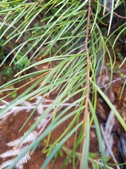 Acacia viscidula