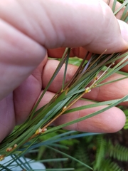 Acacia viscidula