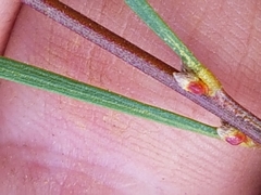 Acacia viscidula
