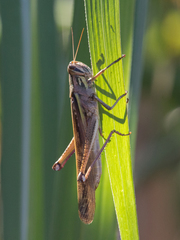 Schistocerca pallens