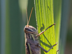 Schistocerca pallens