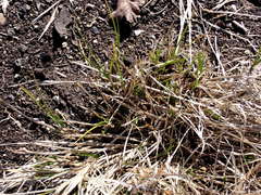 Carex unilateralis