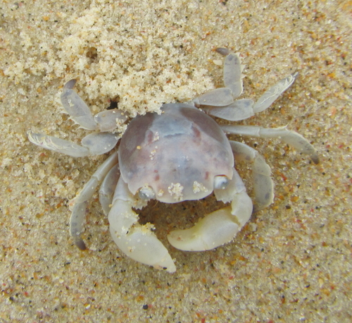 photo of Gulfweed Crab (Planes minutus)