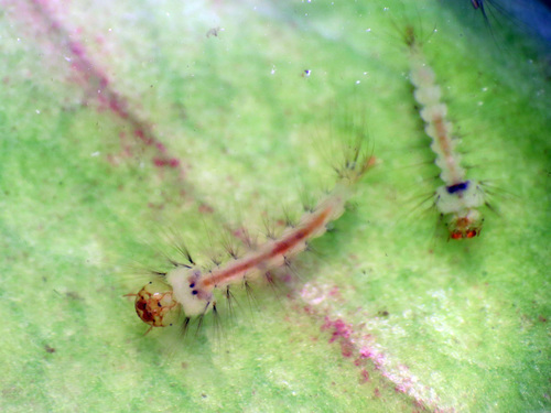 Wyeomyia haynei