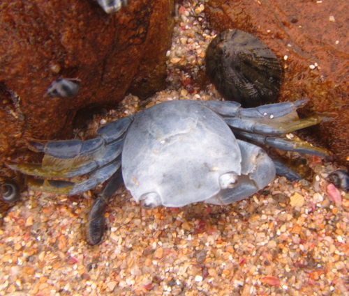 photo of Gulfweed Crab (Planes minutus)