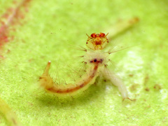 Wyeomyia