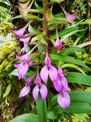 Brownleea coerulea