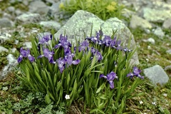 Iris hookeriana