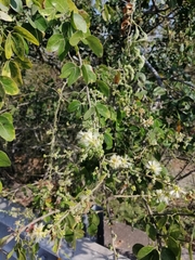 Pithecellobium dulce