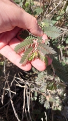Chamaecrista lineata keyensis