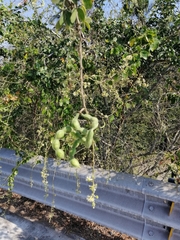 Pithecellobium dulce