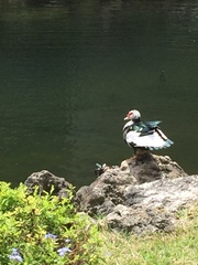 Cairina moschata domestica