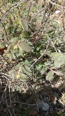 Chamaecrista lineata keyensis