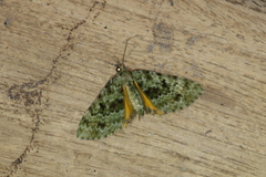 Spargania myrtusaria