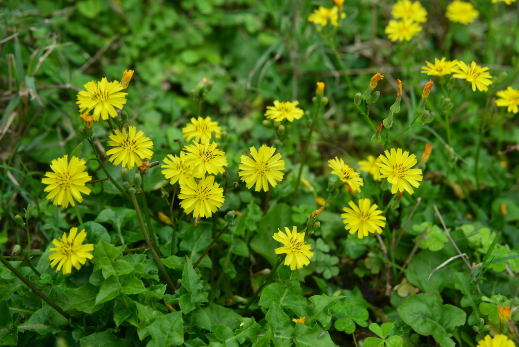Youngia longiflora