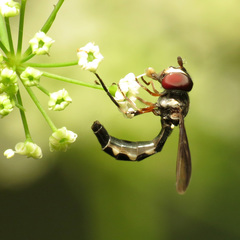 Pelecinobaccha costata