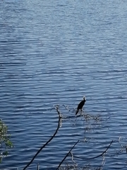 Nannopterum brasilianum