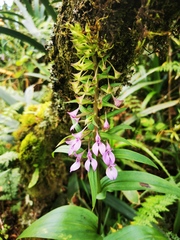 Brownleea coerulea