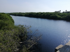 Nannopterum brasilianum