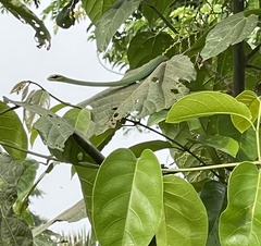 Hapsidophrys smaragdinus