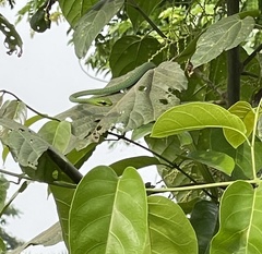 Hapsidophrys smaragdinus