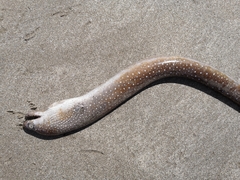 Gymnothorax equatorialis