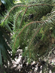 Phlegmariurus varius