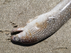 Gymnothorax equatorialis