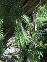 Phlegmariurus varius