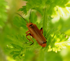 Cantharis melaspoides