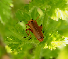 Cantharis melaspoides
