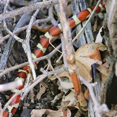 Lampropeltis knoblochi
