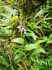 Brownleea coerulea
