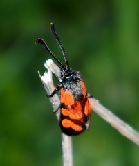 Zygaena graslini