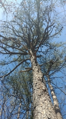 Pinus pungens