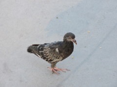 Columba livia
