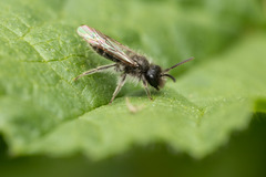 Andrena