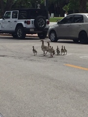 Alopochen aegyptiaca