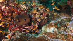 Gymnothorax breedeni