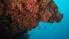 Cladopsammia gracilis