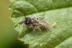 Andrena