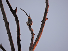 Melanerpes aurifrons