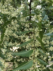 Azadirachta indica